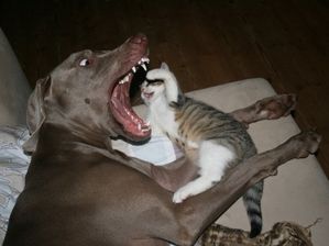Orm hos hund og kat